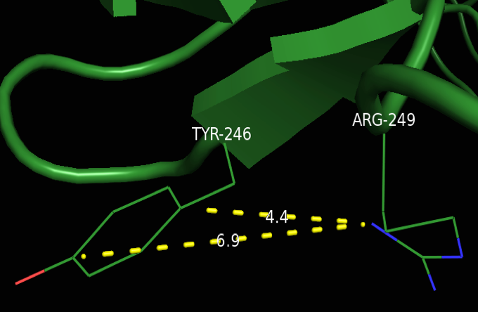 Cation-pi Interaction- A cation-pi interaction between Tyr246 and Arg249 in cGMP-dependent protein kinase Ia was identified (PDB 3SHR). Distance between the amine of the arginine and the center of the tyrosine ring measures approximately 5.6Å. Average cation-pi distance was determined by averaging the distances from the amide of the arginine to the shortest and furthest points on the tyrosine ring. The electrostatic interaction energy measures -4.53 kcal/mol and the van der Waals interaction energy measures -3.35 kcal/mol as determined by http://capturecaltech.edu. (PDB 3SHR).
