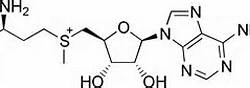 Figure 4: The figure shows the essential molecule (SAM) needed for proper methylation of the histone protein.
