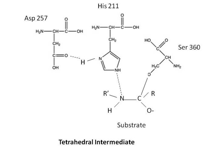 Image:intermediate.jpg