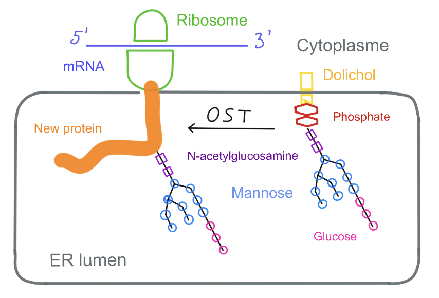 image:N-glycosylation.png