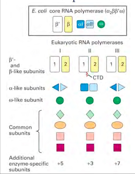 Image:RNA Poly Structure .jpg