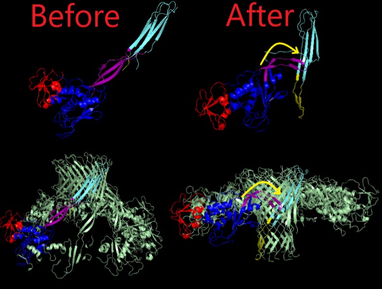 Image:Antes e depois torção estrutura 2.jpg