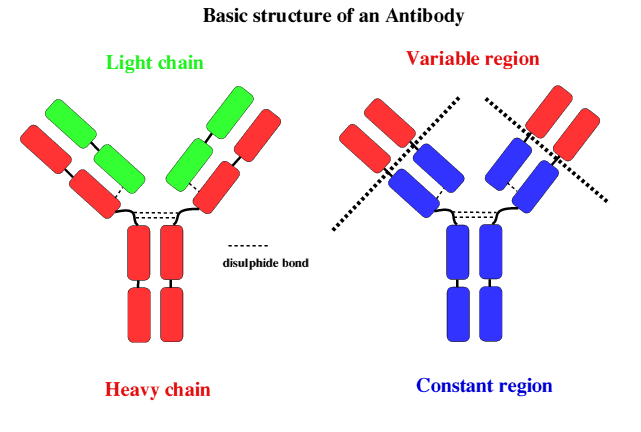 Image:Antibody_basic_structure.gif