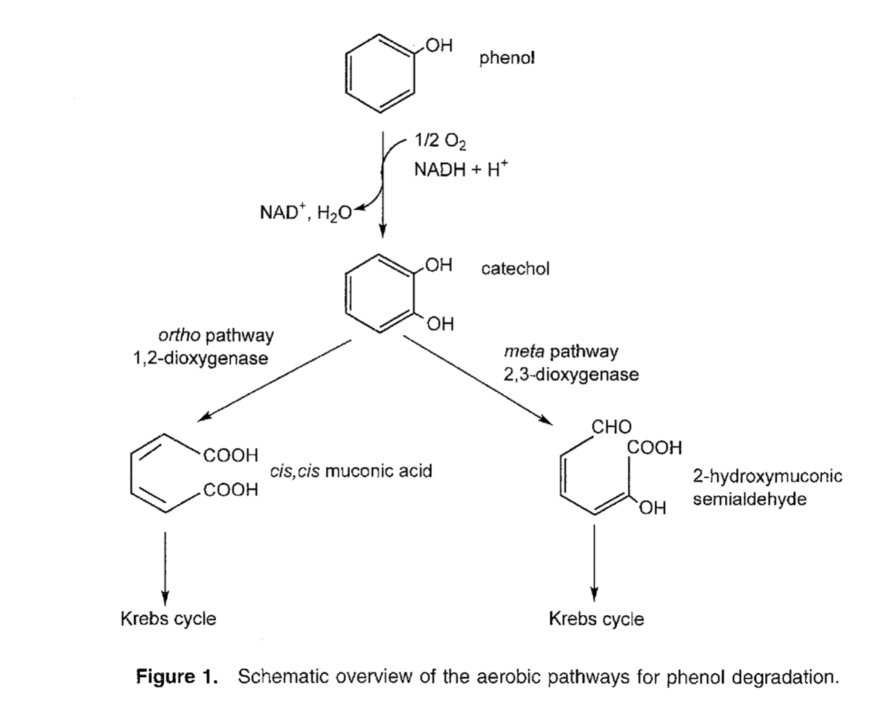 Image:Aerobicpathway.png