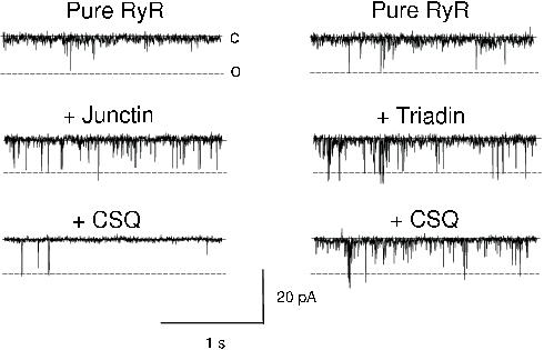 Image:CASQ2 Triadin Junctin.jpg