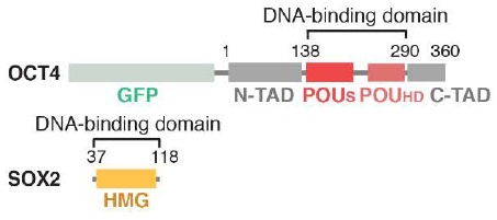 Image:Domain schematic of OCT4 and SOX2 constructs.jpeg