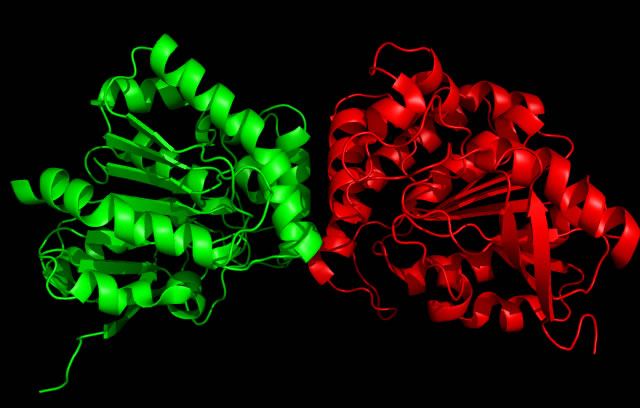Image:AG85C homodimer.jpg