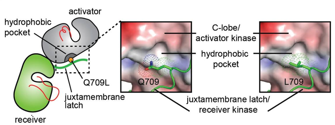 Conformational analysis of HER2 JMD mutants. Surface representation of the C-lobe of the HER2 kinase domain bound to a juxtamembrane latch binding region to depict interactions mediated by Q709 and L709. The interface was modeled by aligning structures of the HER2 kinase domain (PDB ID: 3PP0) on both activator and receiver kinases in the structure of the HER3/EGFR asymmetric dimer (PDB ID: 4RIW).