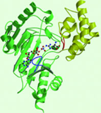 Figure 1. Structure of an AK in substrate-bound form