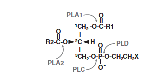Substrate specificity depending on the phospholipase family