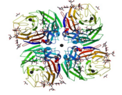 Figure 4. Four identical polypeptide chains of the six β-sheets of neuraminidase with the active site in the center that contains sialic acid.