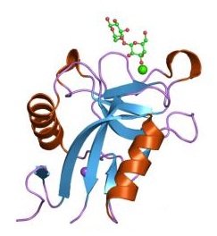 Image:Lectin domain.jpg