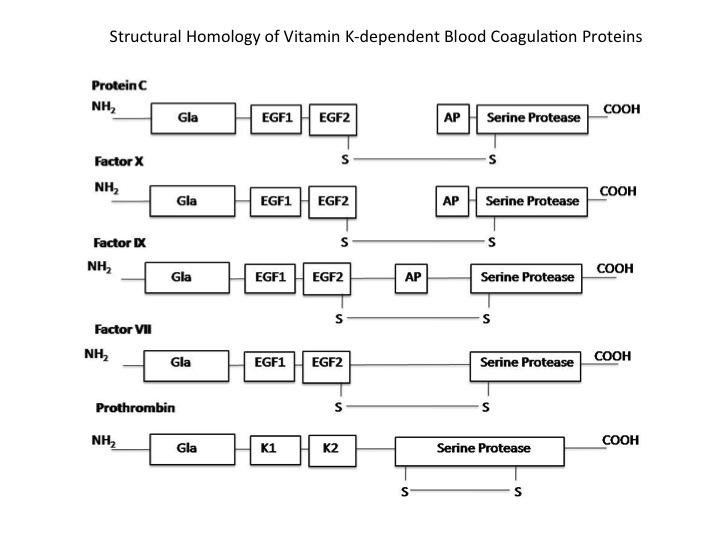 Image:Structral_Homology.jpg