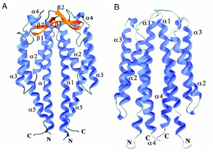 Image:AR receptor.jpg