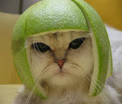 Image:Cat.jpg
