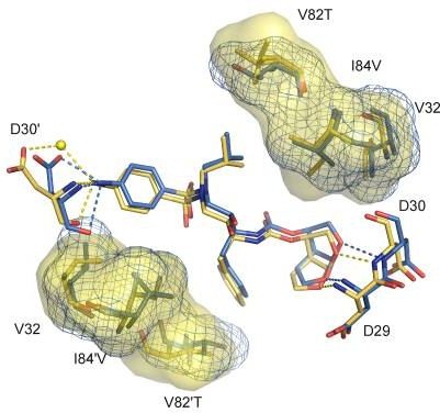 Image:Detailed view of darunavir-enzyme interactions.jpg