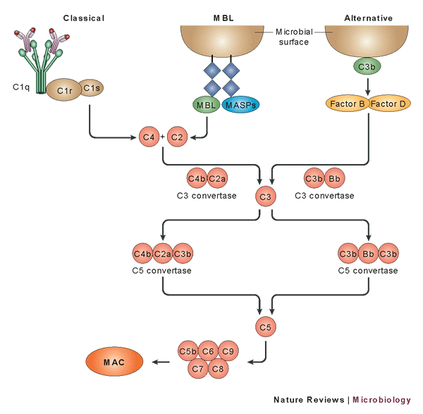 Image:Nrmicro1149-f1.gif