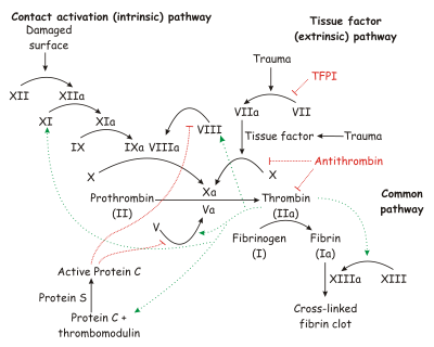 The coagulation cascade.