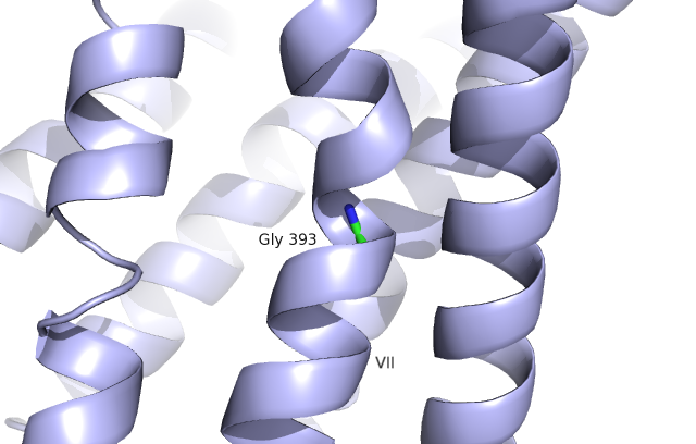 Image:Helical Bend at Gly 393.png