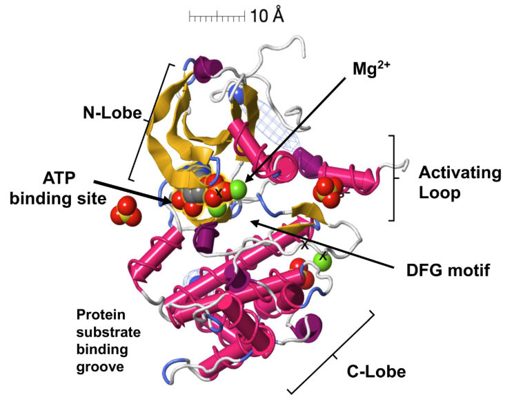 Image:Martinez-alcantar-2024-fig1-1ol5.png