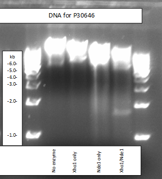 Image:P30646DNAgel.png