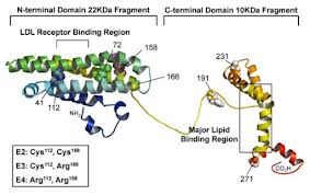 Full Protein (Chou et al. 2005)