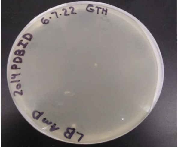 Image:Growthplate.png
