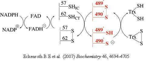 Image:TR Mechanism.JPG