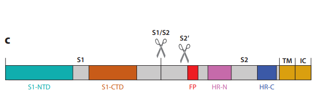 איור 2-חיתוך פרוטואליטי