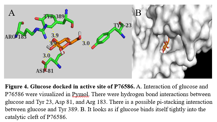 Image:Docked_glucose.png