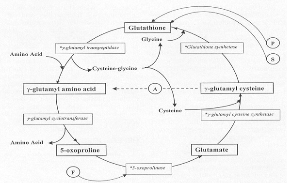 Image:cycle1.jpg