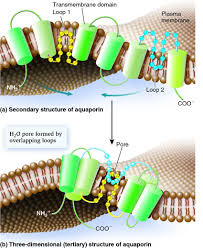 Water Orientation in AQP