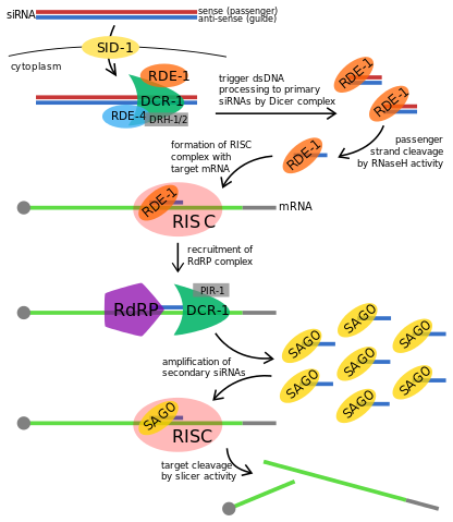 Image:RDE-1 Proposed Fxn.png
