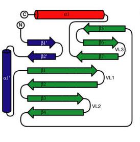 Fig.1 Topology diagram of the PH domain of PDK1. The colors of the different sections correspond to the coloring of the Jmol structure applet. 