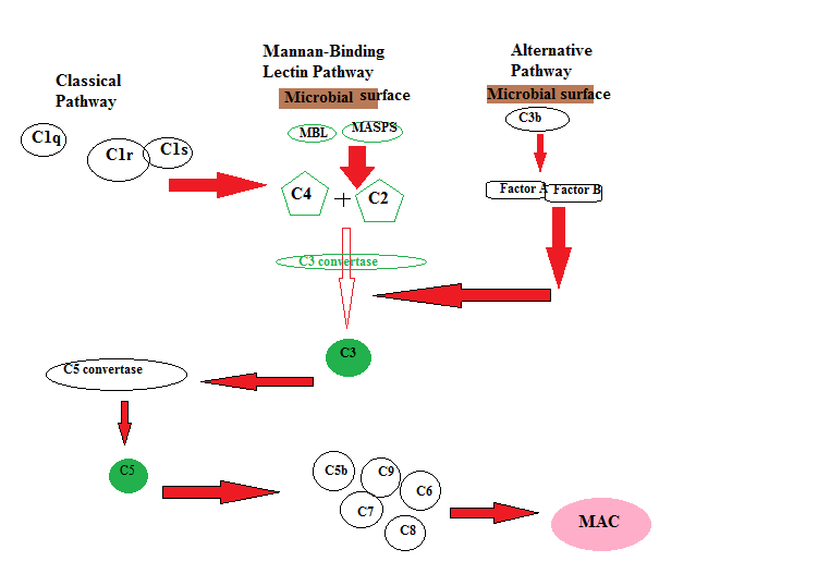 Image:Enzmatic Cascade.png