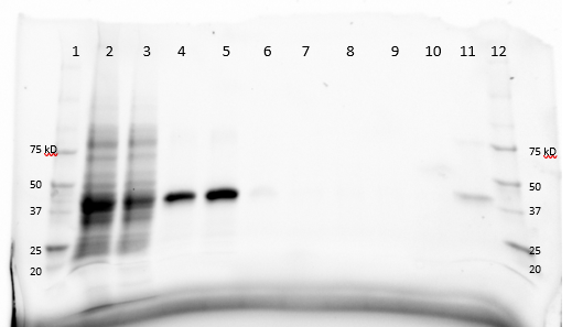 Image:P76586SDSPAGE.png