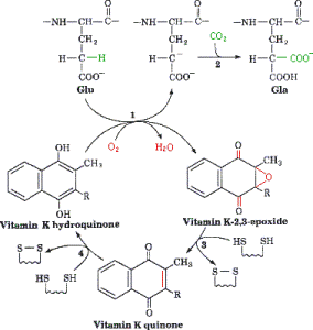 Vitamin K functions in the conversion of glutamic acid (Glu) in gamma-carboxyglutamate (Gla)  http://www.natuurlijkerwijs.com/english/