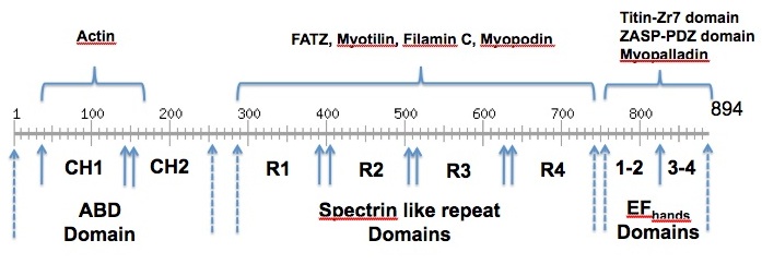 Image:actinin2_sequence_annotation.jpg