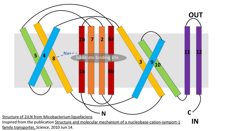 Image:Structure of Mhp1 from Microbacterum liquefaciens-.jpg