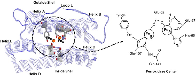 Image: 1-s2.0-S0304416510000954-gr1.jpg