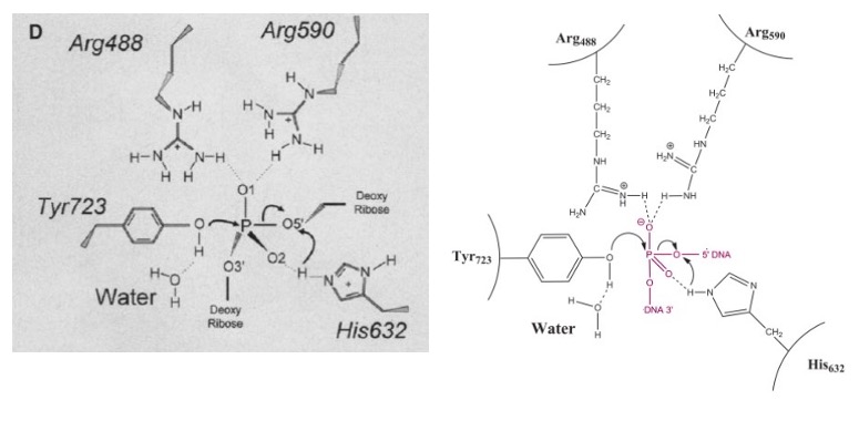 Image:Active Site 2.jpg