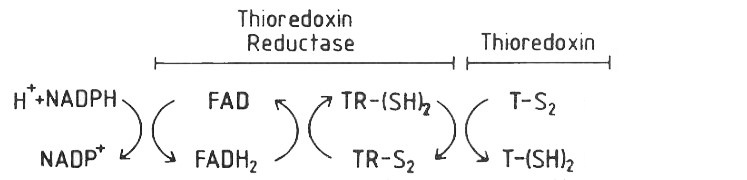 Image:TrxR1.jpg