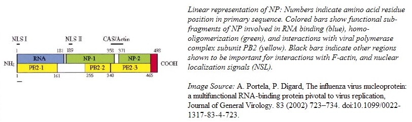 Image:NP functional-subunits.jpg