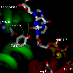 Image:PolB 5.gif