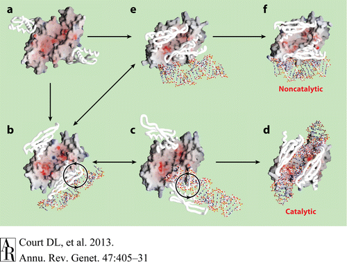Fig.4. Hypothetical Pathway Leading to the two Functional Forms of RNase III