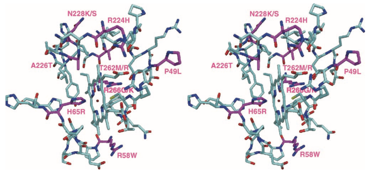 Image:Stereo picture of the CBS' heme binding pocket.png