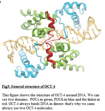 Image:Oct-4 general structure.jpg