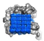 Fig. 2. Ice-binding surface