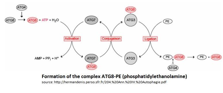 Image:atg8f.jpg