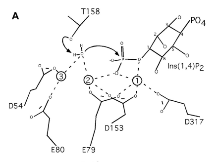 Image:Dephosphorylation Image.png